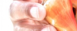 cropped-shell3.jpg