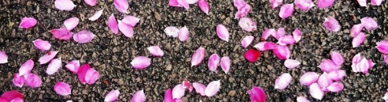 cropped-scattered-blossoms.jpg