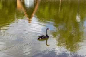 black swan floating on water