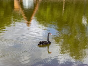 black swan floating on water