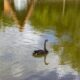 black swan floating on water